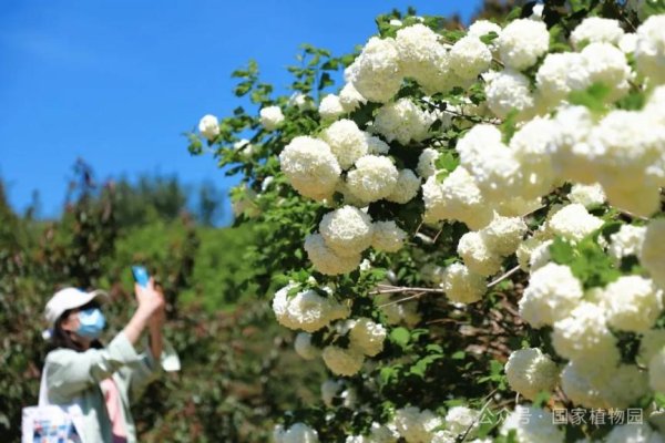 广禾配资 芳菲染尽植物园，邀你共赴花间行